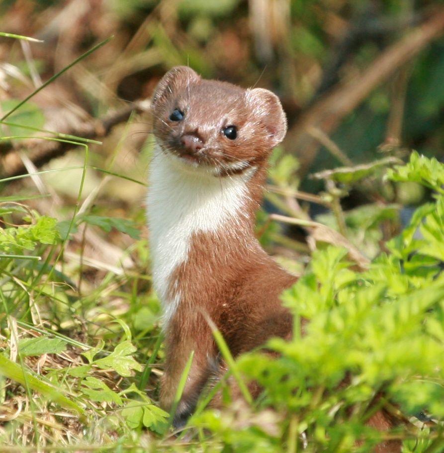 Saw a weasel