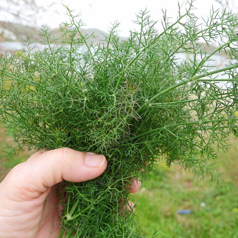 a fennel