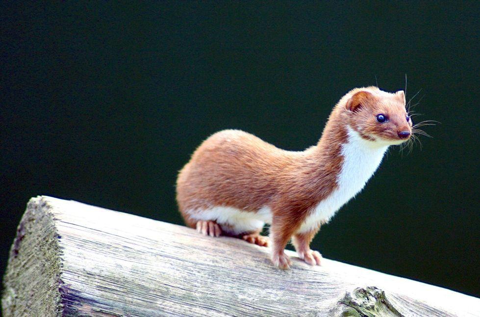 weasel